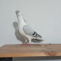 کفتر ساده|پرنده|گلبهار, شهر جدید گلبهار|دیوار