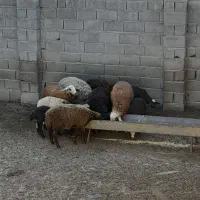 ۶ راس نر بره