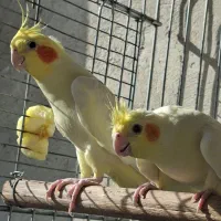 عروس هلندی مولد واقعی