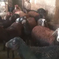 فروش گوسفند|حیوانات مزرعه|صحنه, |دیوار