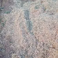 کاه لوبیا|لوازم جانبی حیوانات|قیدار, |دیوار