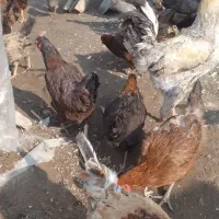 جوجه خوب وسرحال