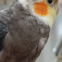 عروس هلندی گمشده