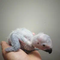 کاسکو دم قرمز طوطی جوجه سرلاکی