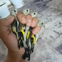 جوجه سهره نر  آس|پرنده|اصفهان, شاهزاده ابراهیم|دیوار