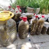 خیارشور مجلسی ریز و ساندویچی درشت
