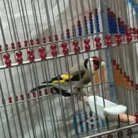 سهره گاوی مهاجر