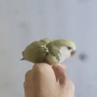 جوجه طوطی برزیلی