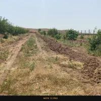 باغ ۱۰ ساله فنس کشی با ۳۰۰ تا نهال و چاه آب|فروش زمین و ملک کلنگی|محمدیه-قزوین, |دیوار