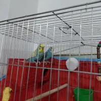 جفت مرغ عشق که نره اسپانگل کلاهی بسیار خوشگل زیبا