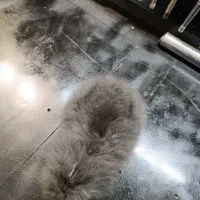 خرگوش لوپ|موش و خرگوش|بندر انزلی, سید آسیه|دیوار