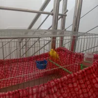 قناری نر|پرنده|بروجرد, |دیوار