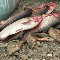 ماهی کپور و ماهی سفید