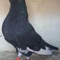 درود بر همه عشق بازان عزیز