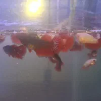 فایتر|ماهی|رشت, نظری|دیوار