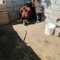 یک راس میش ودو بره یکی نر ویکی ماده