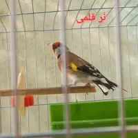 یک جفت سهره سالم وسرحال،روبه مستی|پرنده|شهرضا, |دیوار