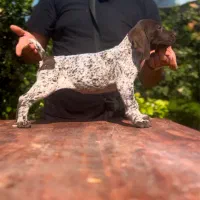 پوینتر موکوتاه آلمان اصیل