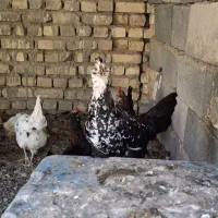 مرغ و دوتک گلین