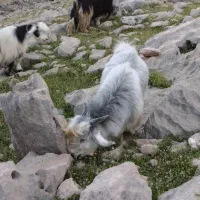 فروش بیگ نر داشتی