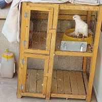 قفس دو طبقه با یک کبوتر دم چتری و یک تخم نطفه دار