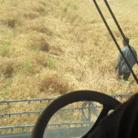 پرس گندم