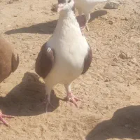 کبوتر شیرازی