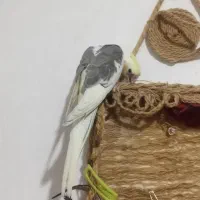 عروس هلندی نر 4 ماهه|پرنده|اسلام‌شهر, شهرک مهدیه|دیوار