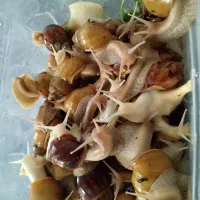 حلزون کلاژن ساز|خزنده|شیراز, دباغ خانه|دیوار