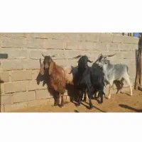 فروش ۳تا دبر بذری