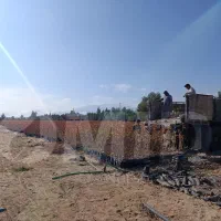 نهال پسته امید مهریز|خدمات باغبانی و درختکاری|مهریز, |دیوار