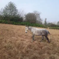 اسب|اسب و تجهیزات اسب‌سواری|تولم شهر, |دیوار