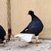 زاغ دم سفید|پرنده|مشهد, کلاته برفی|دیوار