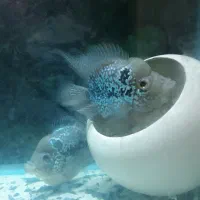 ماهی فلاورباکس کامفاسلام