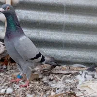 چند عدد کبوتر درجه یک|پرنده|شبانکاره, |دیوار