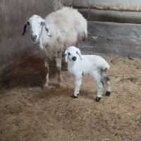 میش قارا گوز|حیوانات مزرعه|خرمدشت, |دیوار