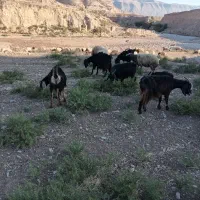 تعداد ۸ عدد بز ابستن داشتی