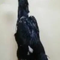 خروس و مرغ اوشامو آلمانی درجه یک