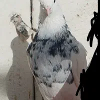 ..الماسی طوقی