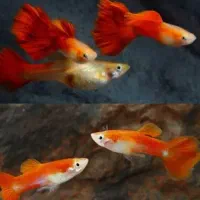 مولی پلاتی گوپی زبرا کالر آنجل  تایگر لاک آکواریوم|ماهی|تهران, امام زاده حسن|دیوار