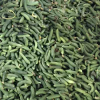 نیرو کار برای تولید خیارشور