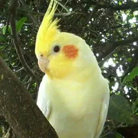 مرغ عشق