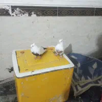 فروش