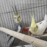 عروس هلندی جفت