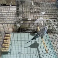 مرغ عشق معاوضه|پرنده|قم, شهرک مهدیه (مدرس)|دیوار