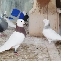 کبوتر جفتی طوقی