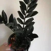 لوبیا|خوردنی و آشامیدنی|مشهد, حیدرآباد|دیوار