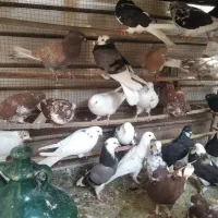 فروش ۳۰ عدد کفتر به صورت یکجا