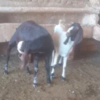 بز نر|حیوانات مزرعه|نیشابور, ریوند|دیوار