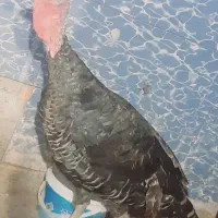 بوقلمون
